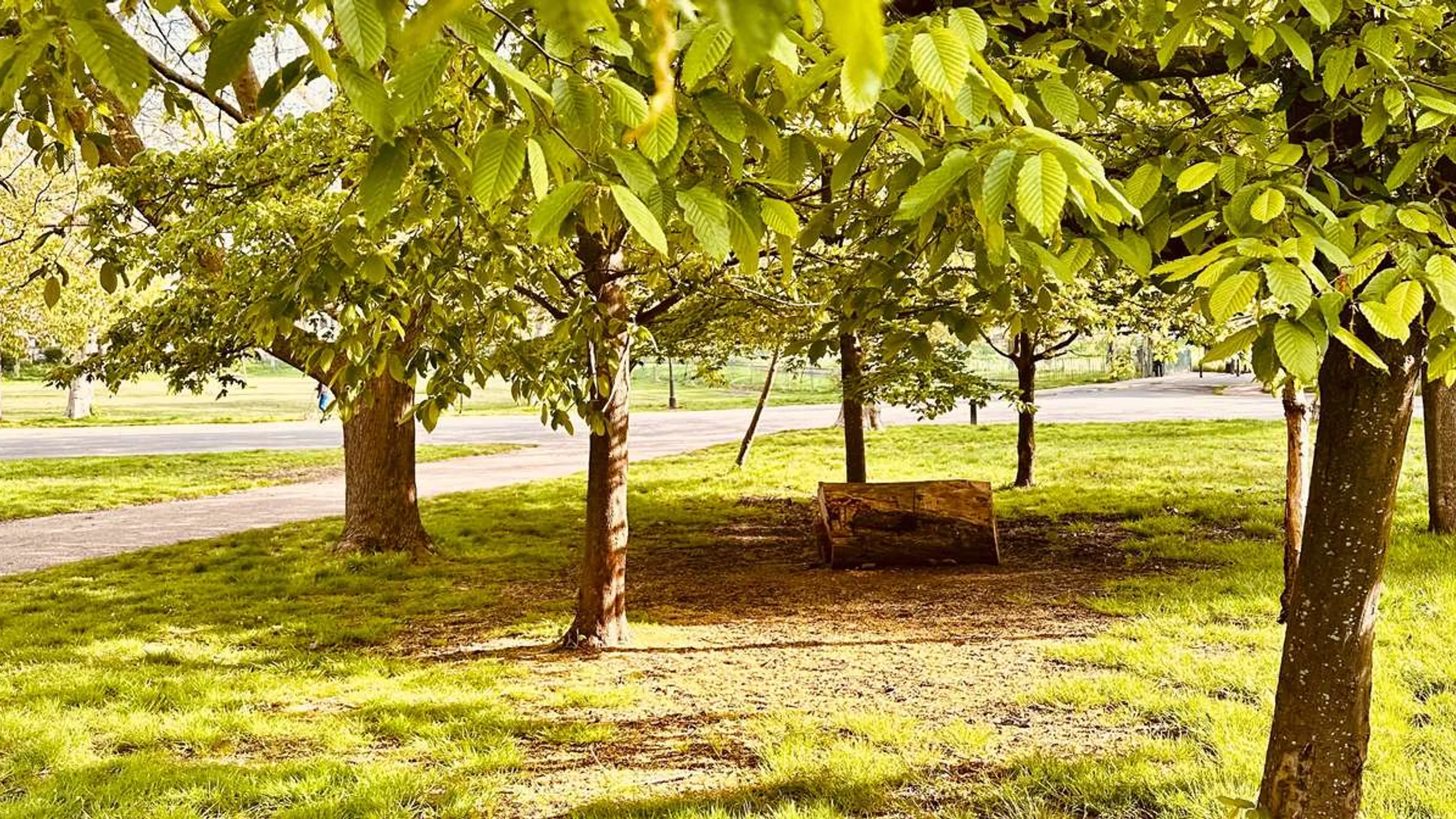 Finsbury Park 5K, 10K, Half Marathon & Junior November 2025