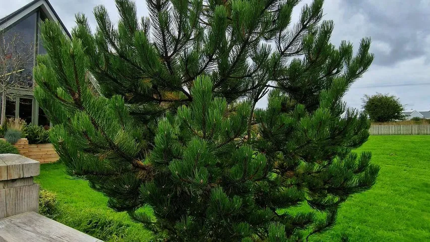 Juneteenth Menare Foundation 6k & 12k