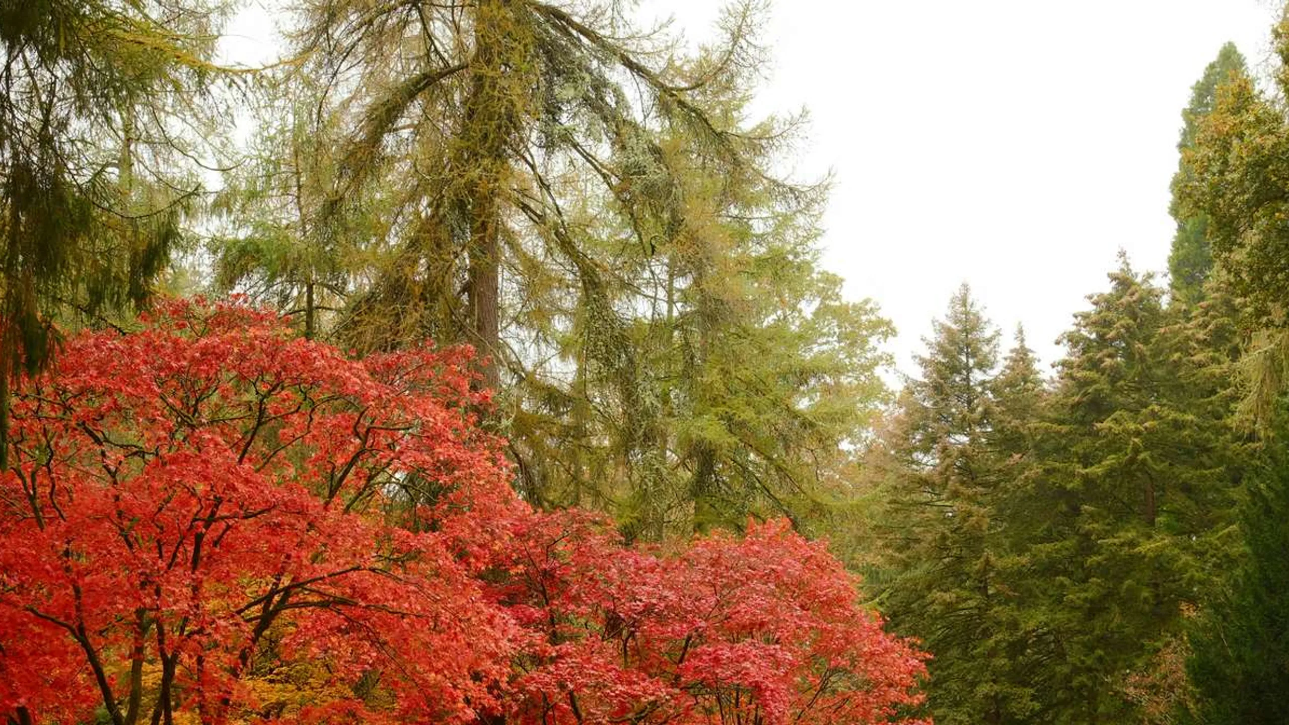 Westonbirt 10K