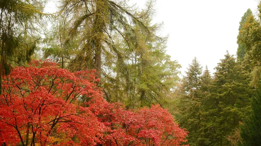 Westonbirt 10K