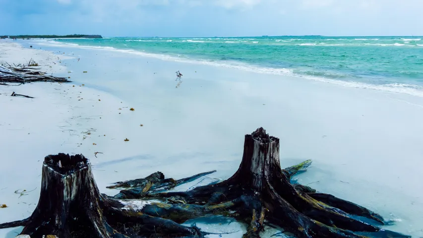 St. Petersburg Distance Classic