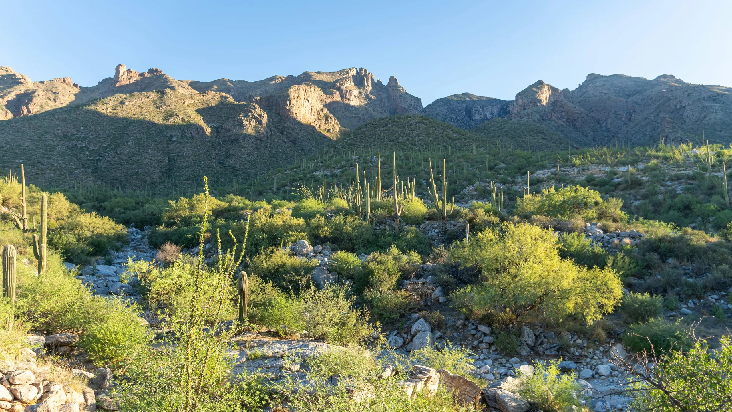 TMC Saguaro National Park Labor Day 8-Miler/5k 2025