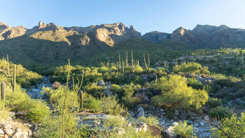 TMC Saguaro National Park Labor Day 8-Miler/5k 2025