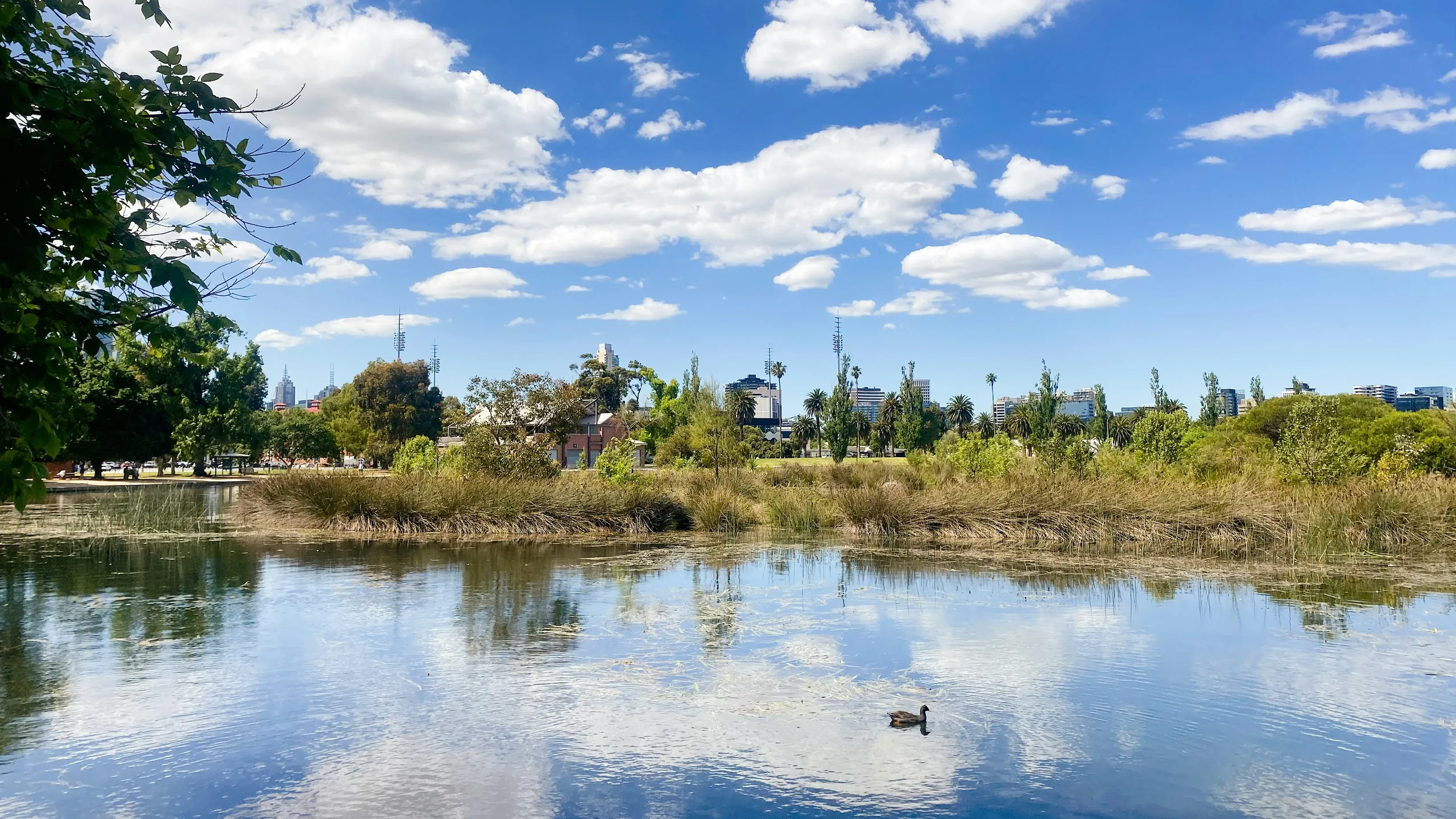 Roller Coaster Trail Run