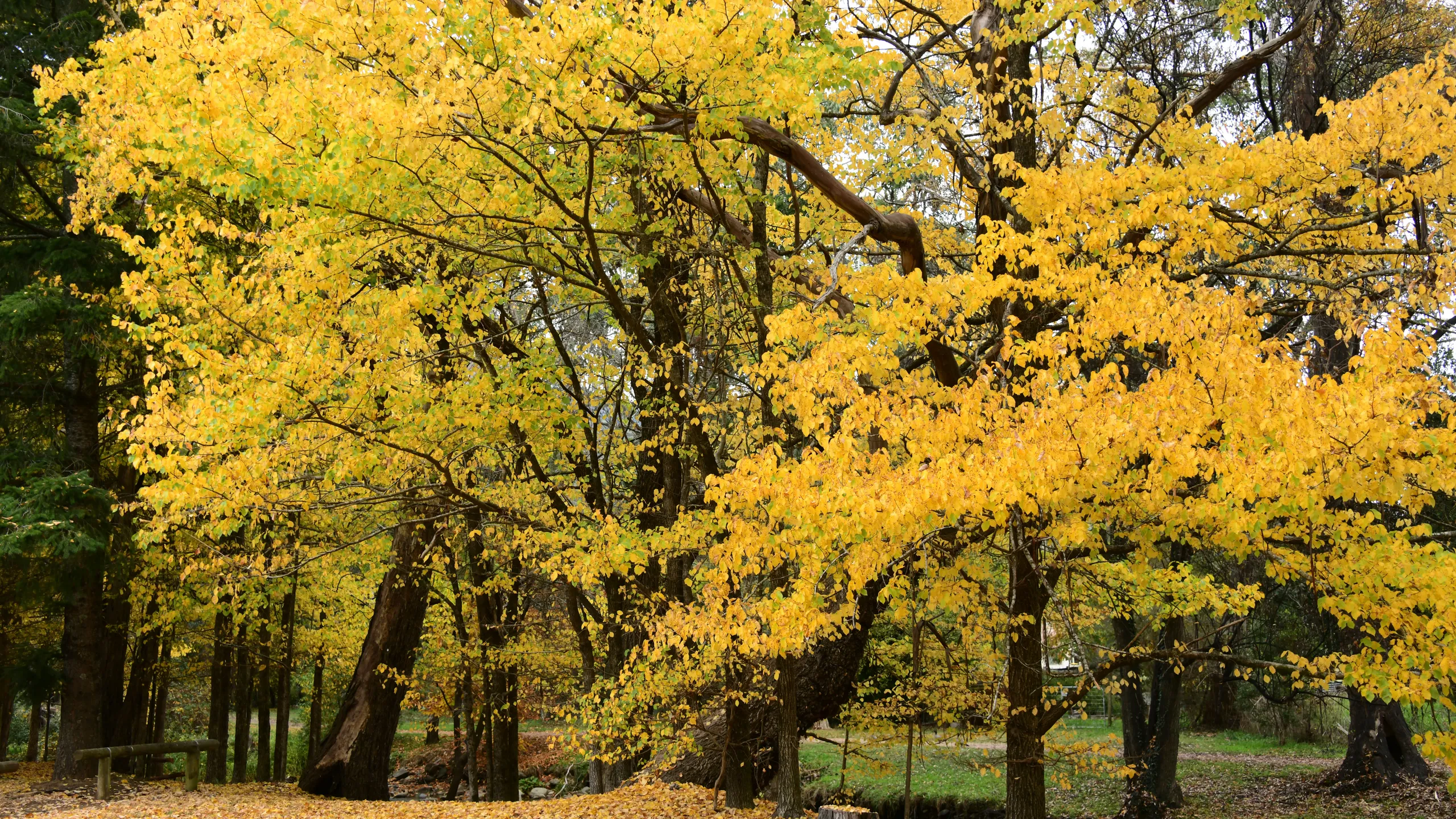 La Sportiva Razorback Run