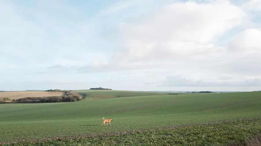 Race to the Stones