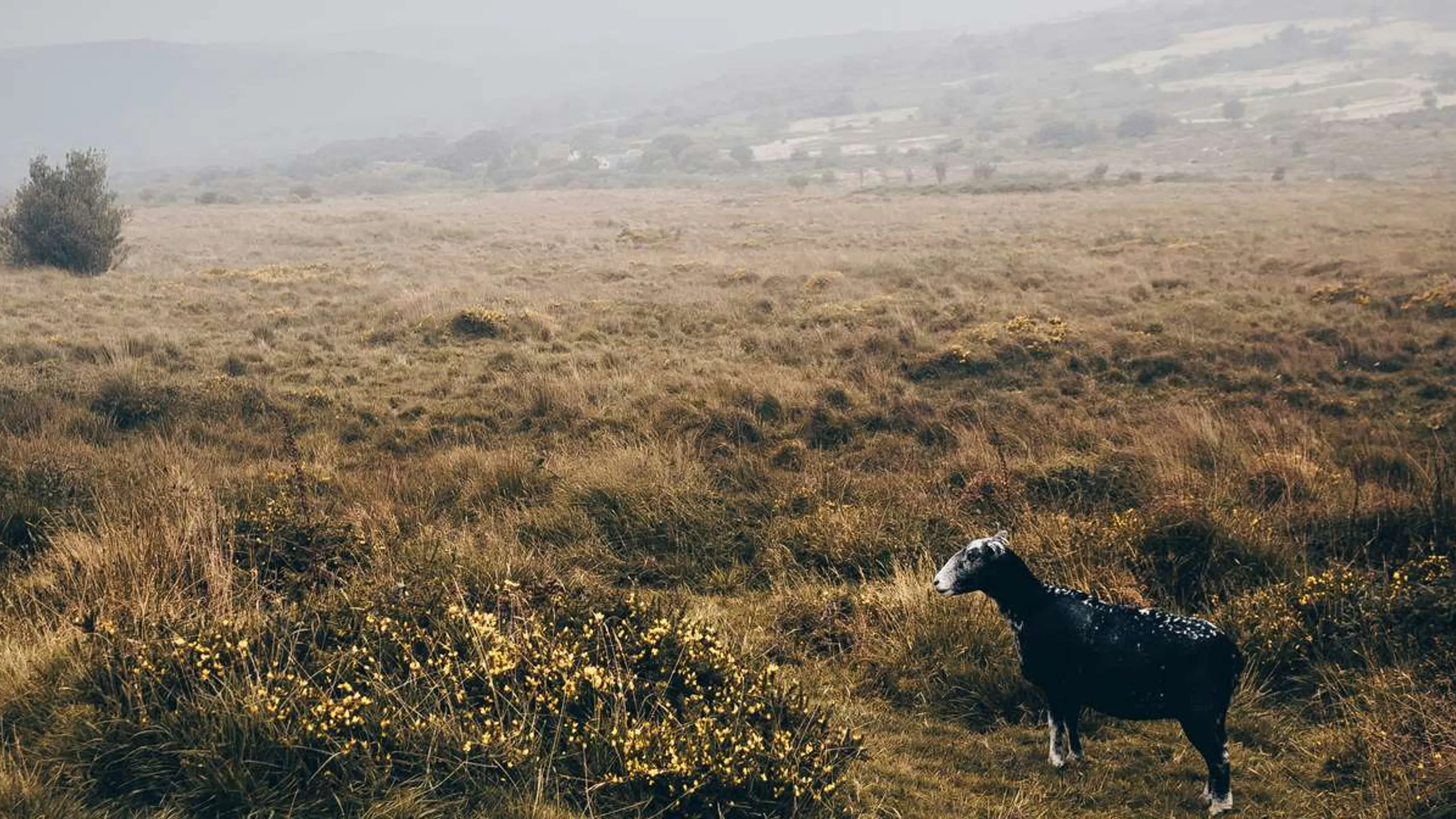 Dartmoor Winter Traverse
