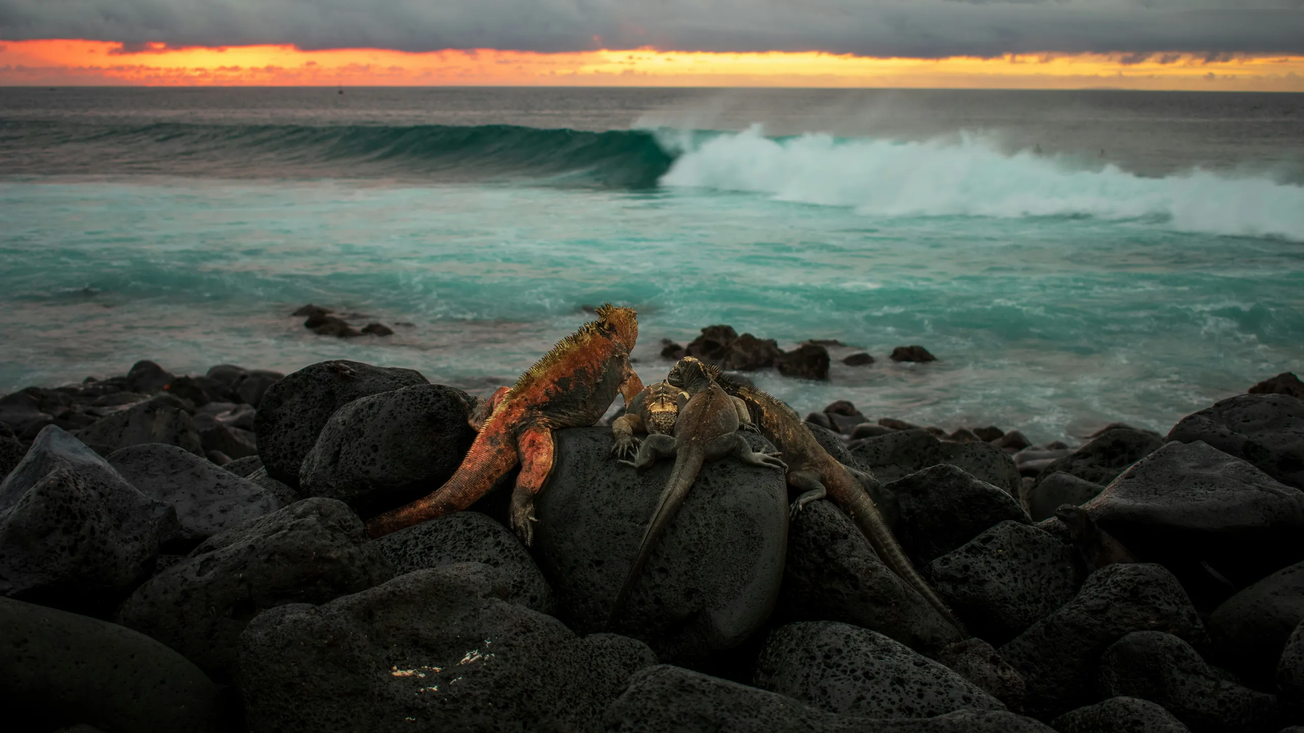 Galapagos Uncharted Ultramarathon