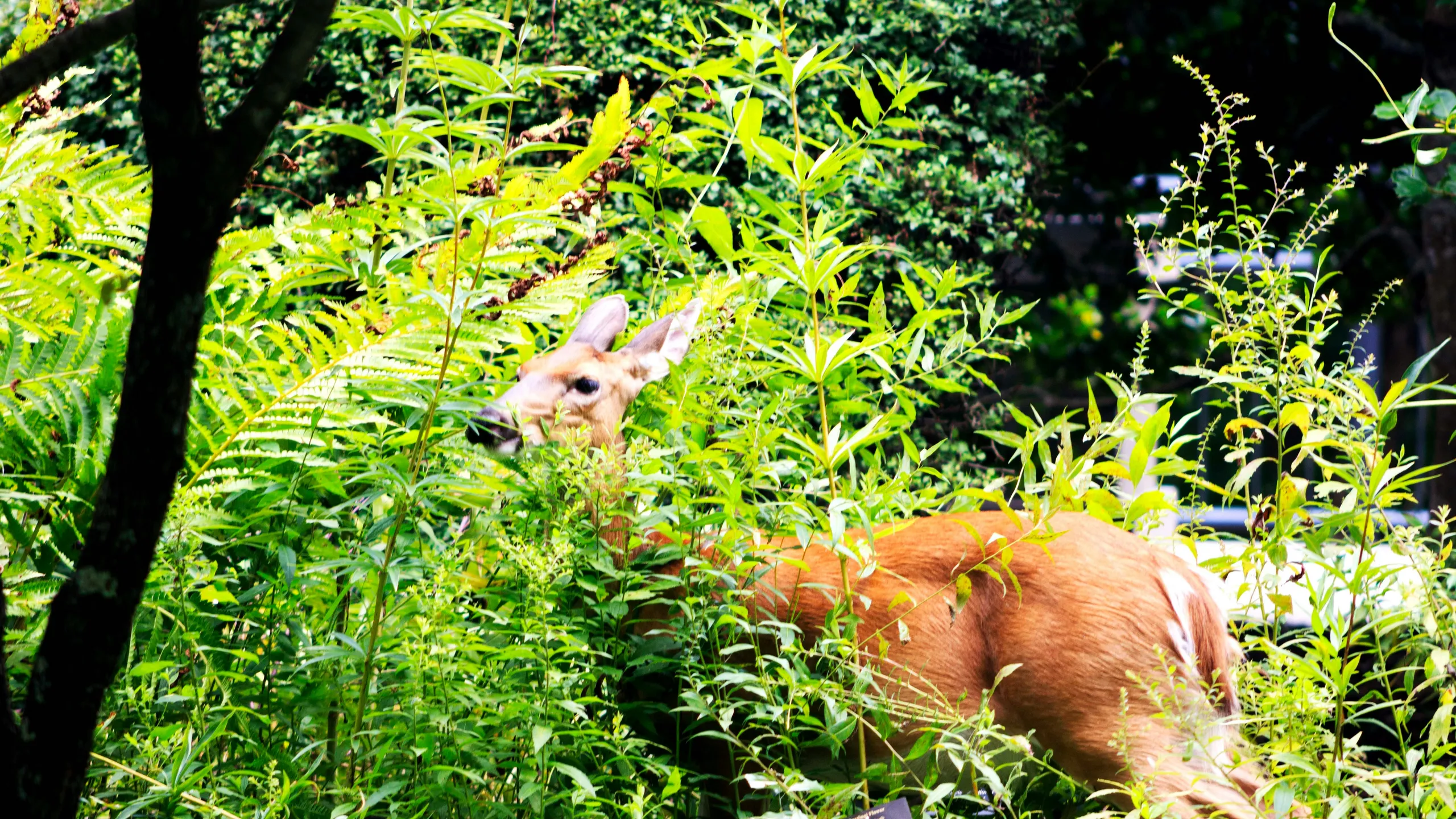 New Belgium Asheville Marathon & Half