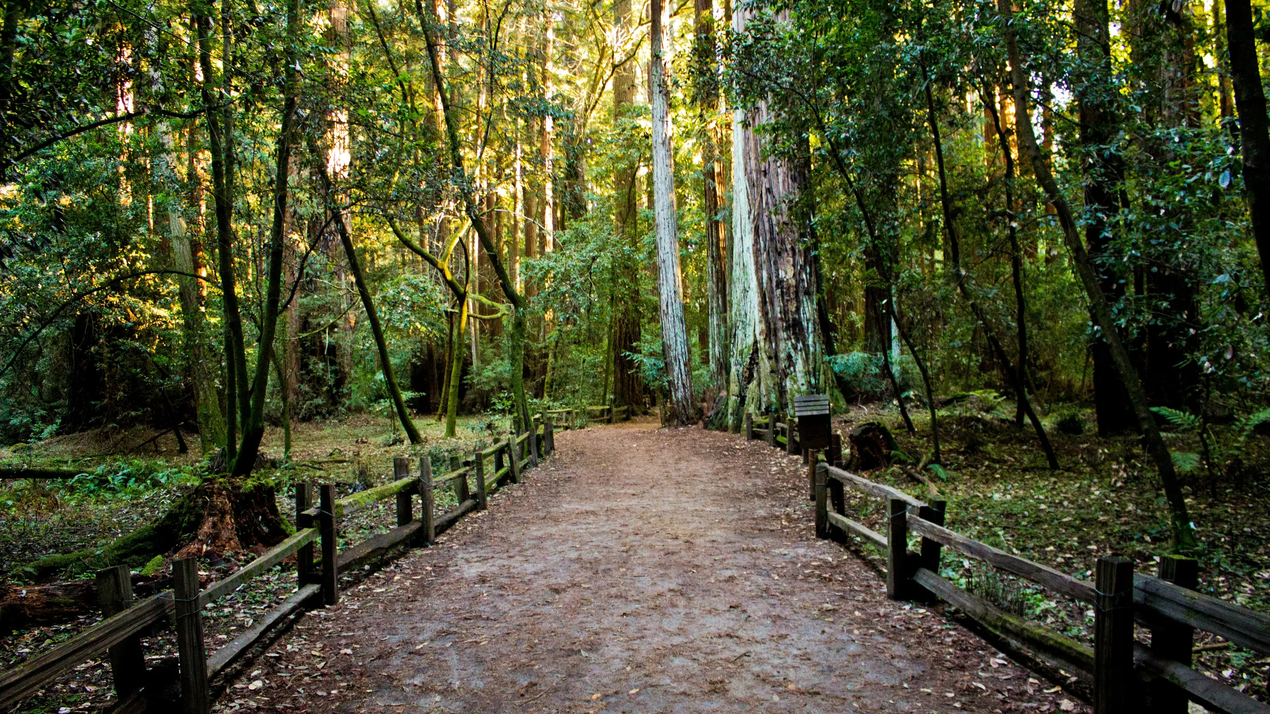 PHUNT 25K/50K Trail Race