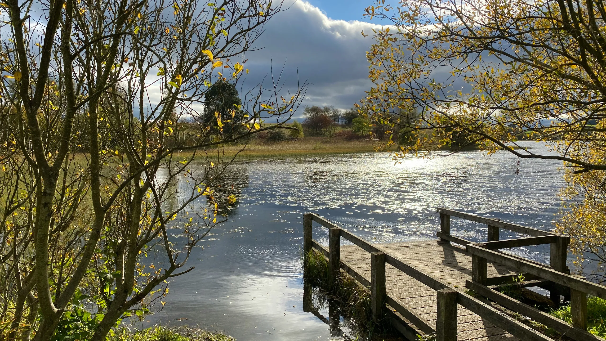 Scurry Around Tentsmuir Forest Trail Running Festival