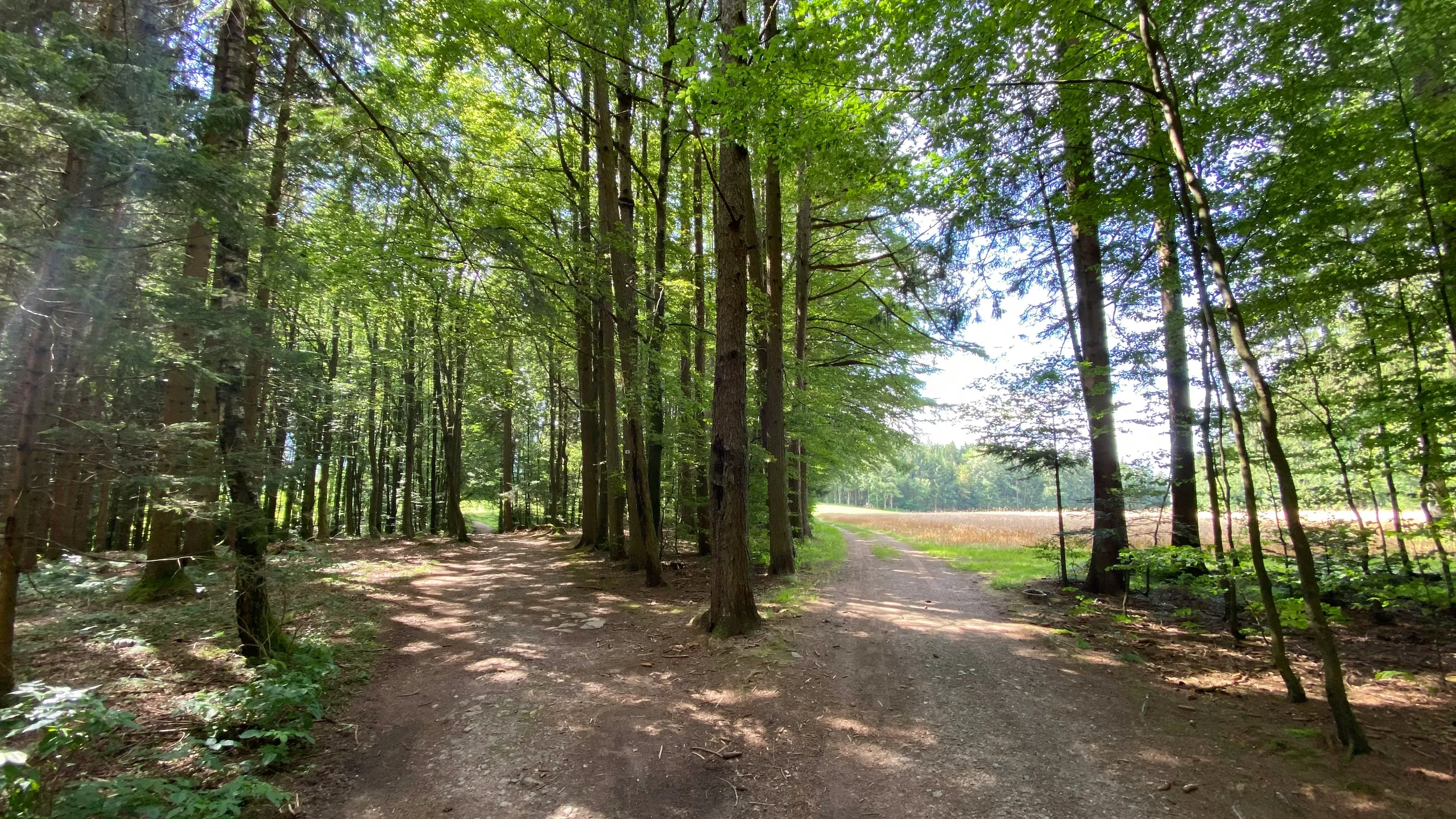 Black Forest Trailrun Masters