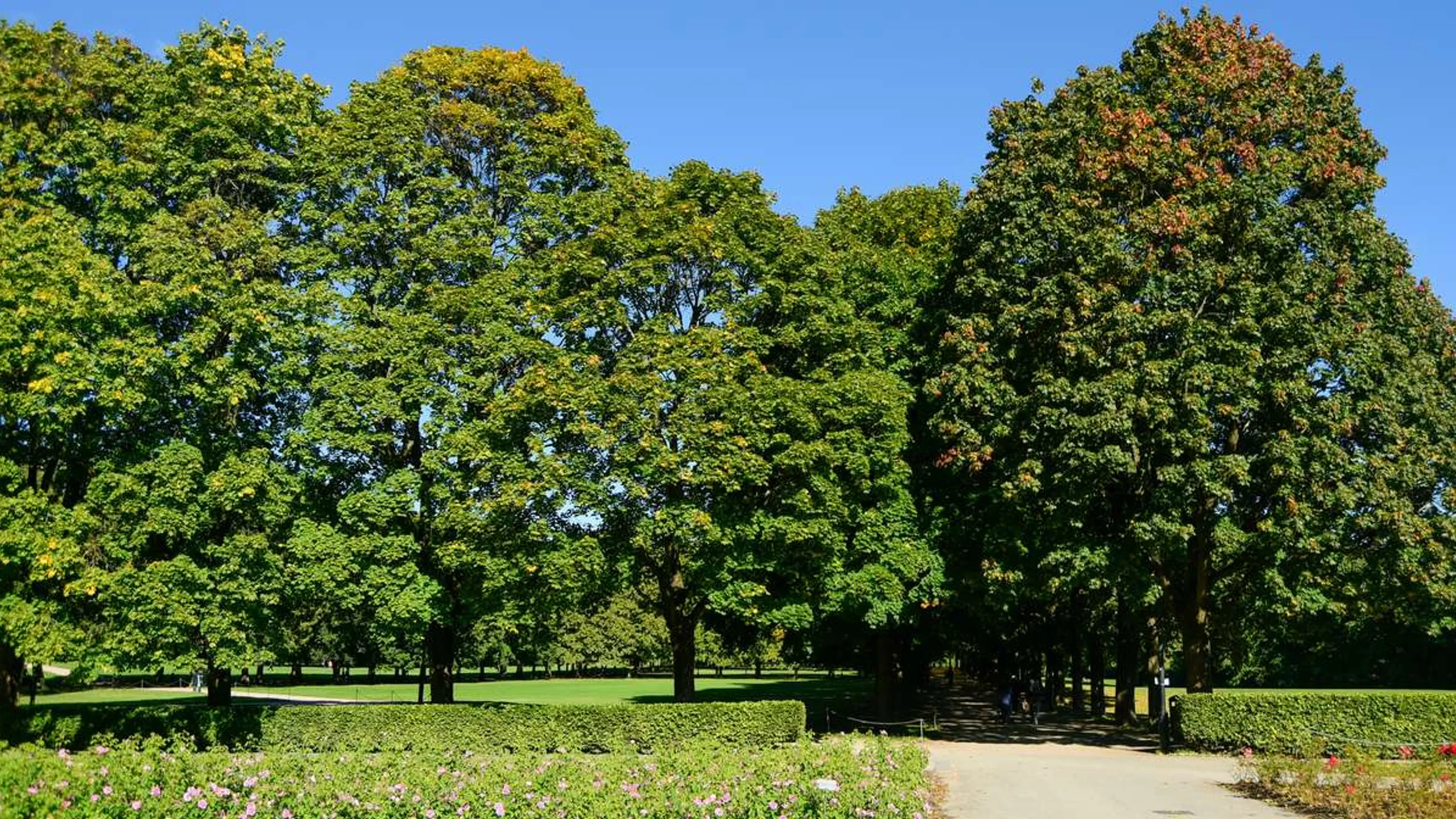 Victoria Park 5k, 10k & Half Marathon June 2025