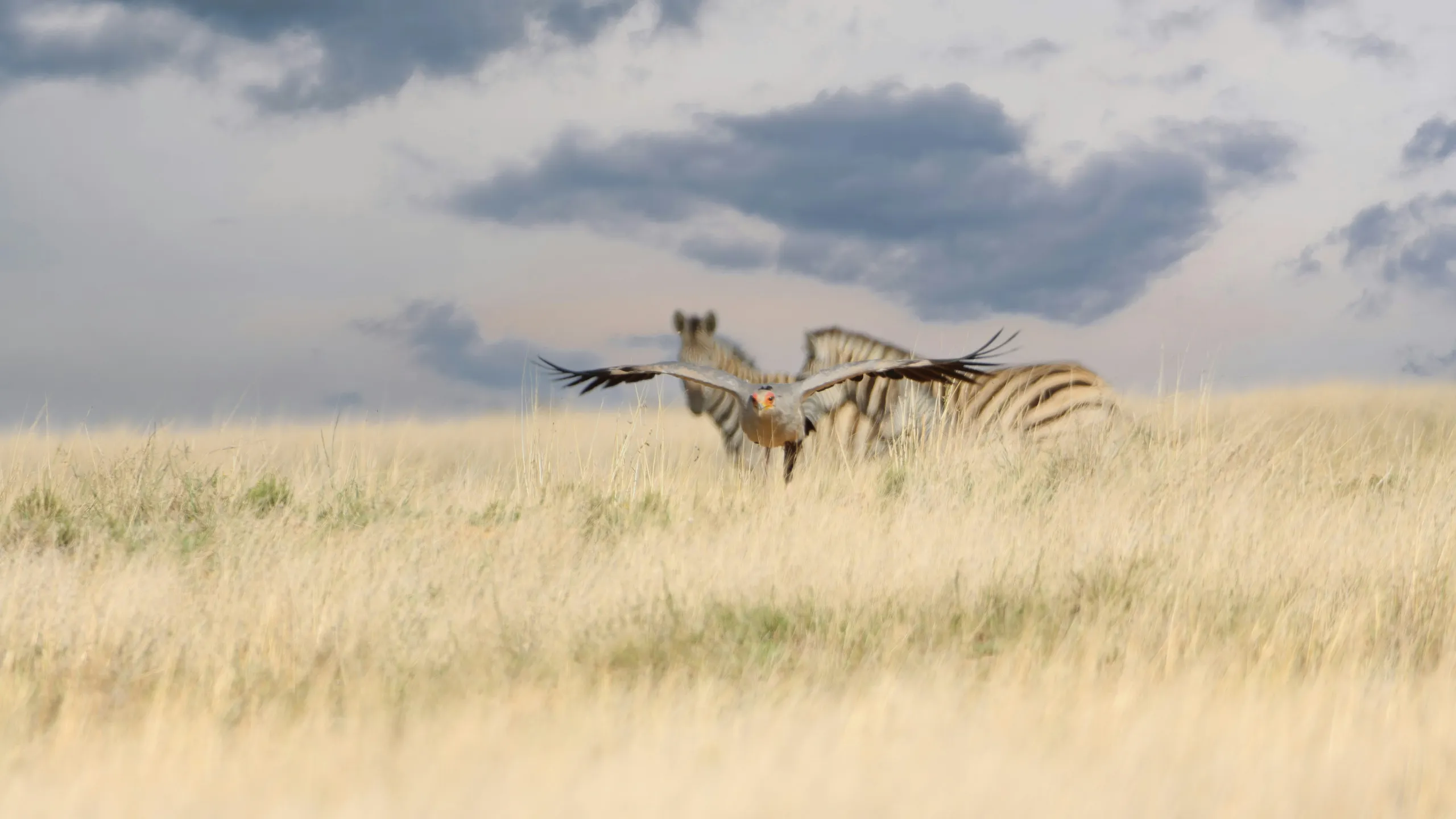 Northridge Mall Marathon