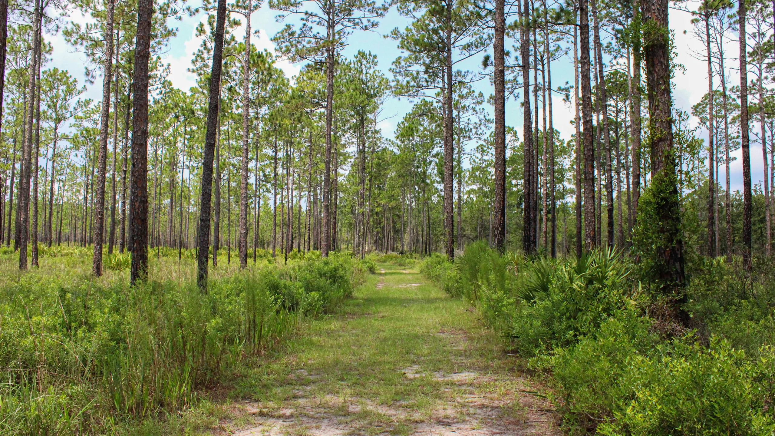 Festivus 100/50 Miler Trail Run
