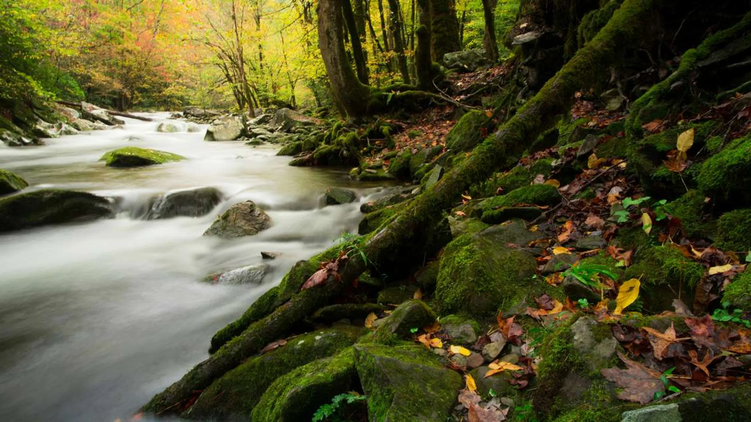 Great Smoky Mountains Half & 5K