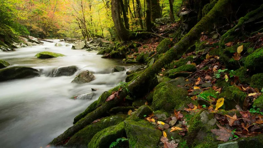 Great Smoky Mountains Half & 5K