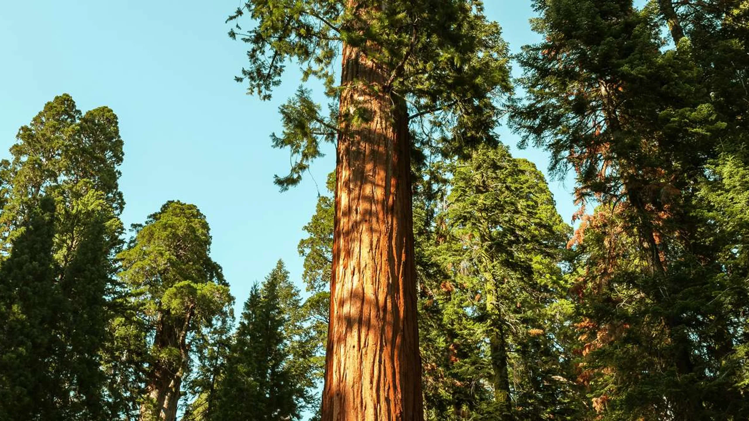 Avenue of the Giants Marathon, Half, 10K