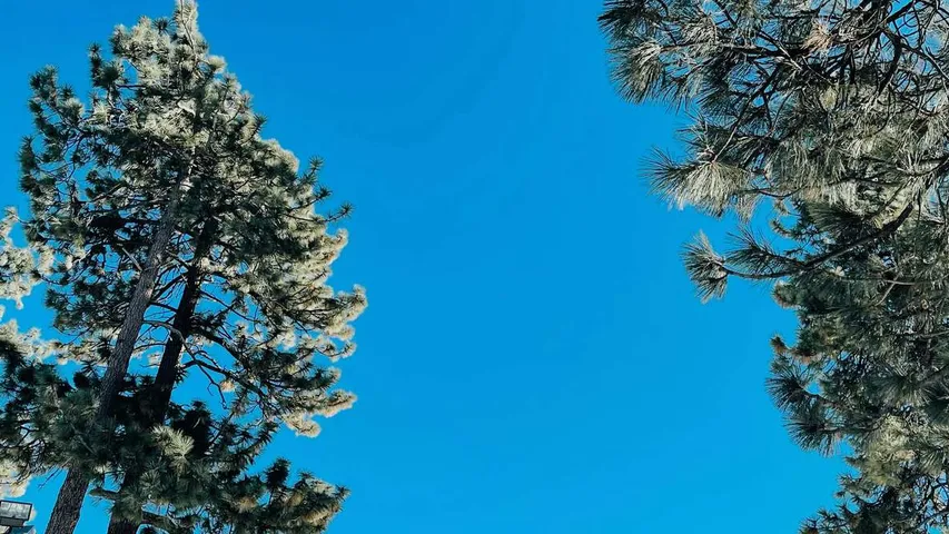 Angeles Crest 100 Mile Endurance Run