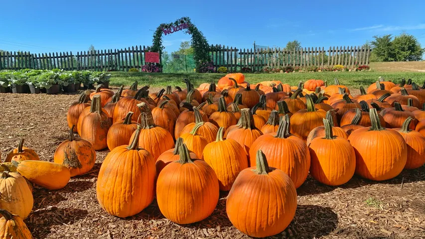 Pumpkin Classic race and walk