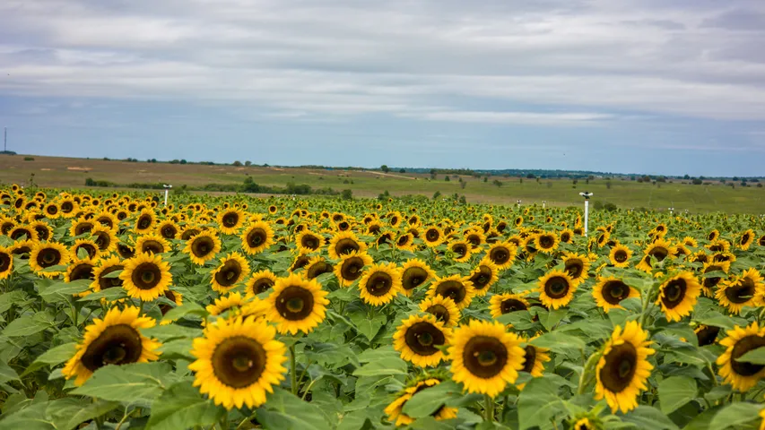 Lake Louisa State Park Trail Run
