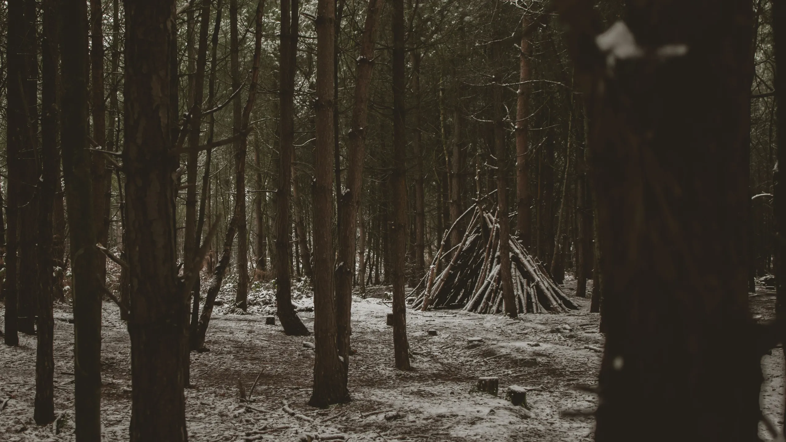 Delamere Forest Wildwood Trail Series Half Marathon & 10K Trail 2025