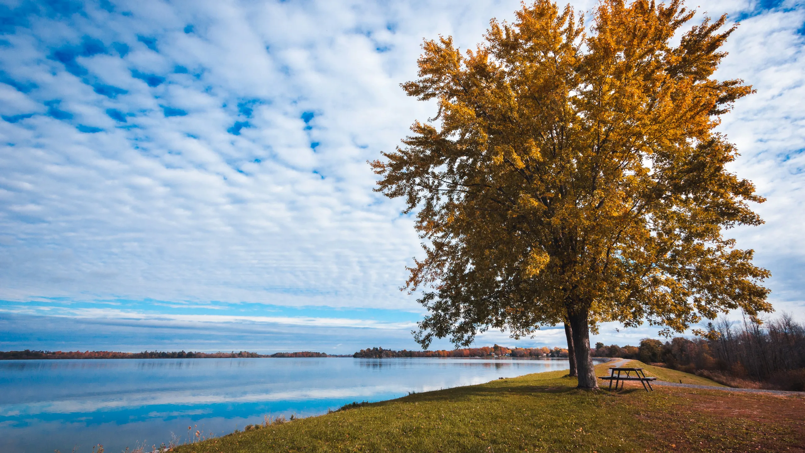 Sydenham Fall Trail Run