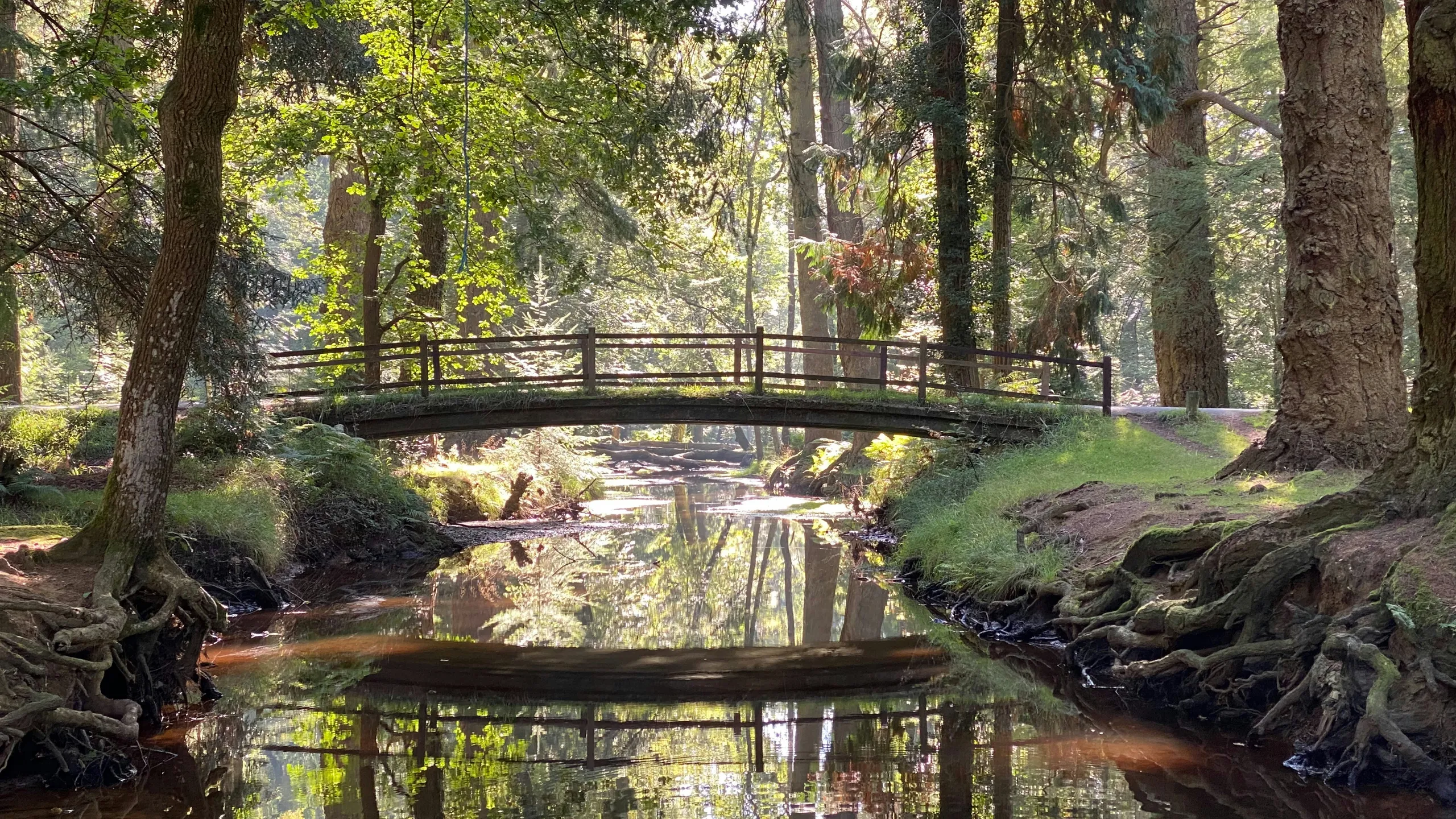 New Forest Central Trail Run