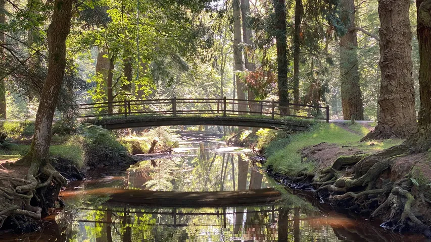 New Forest Central Trail Run
