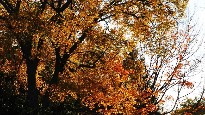 Naperville Women's Half Marathon & 5K
