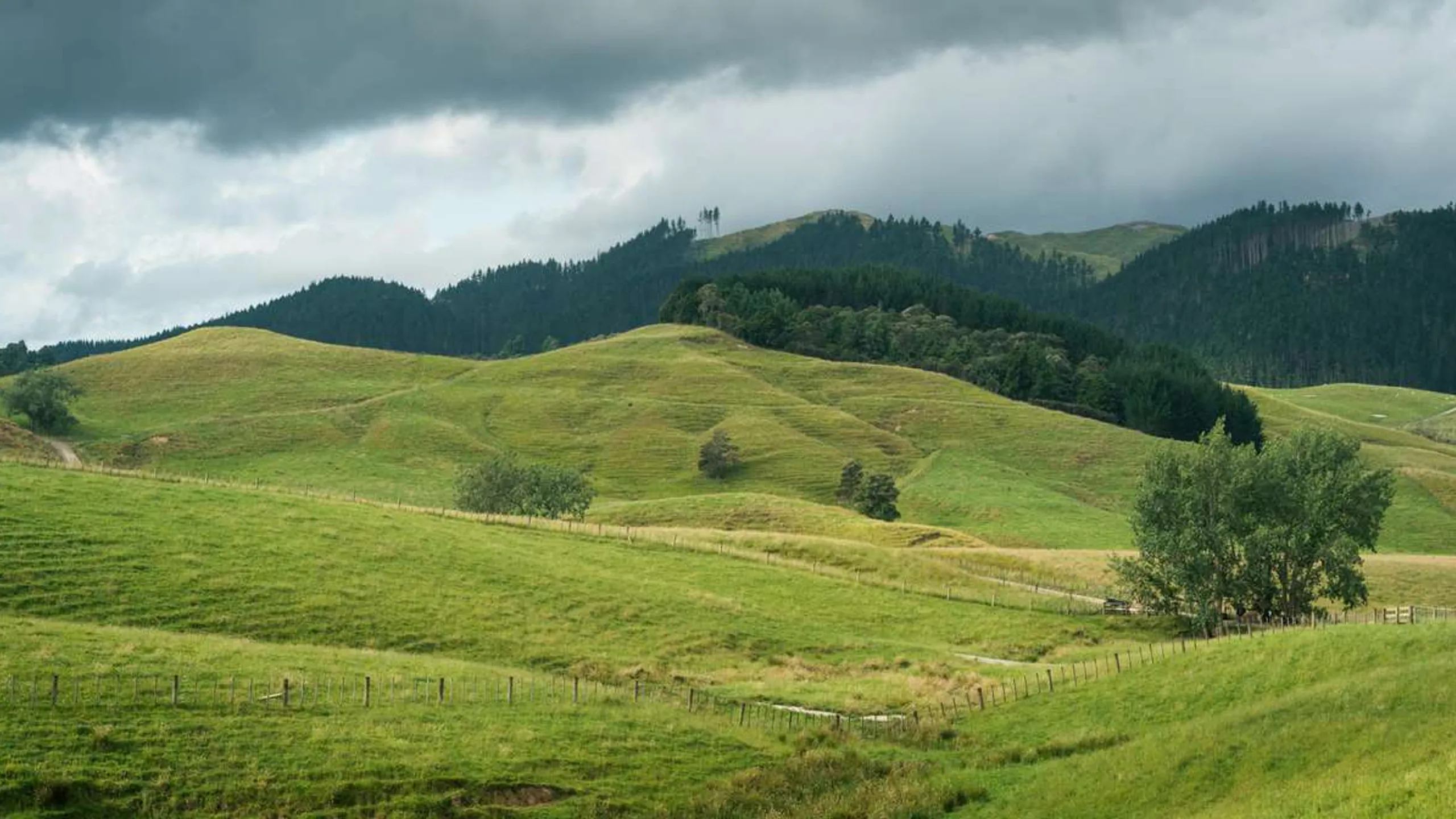 Hunua Hillbilly Ultramarathon