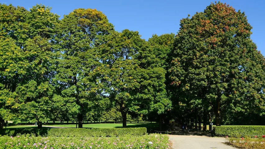 Victoria Park 5k, 10k & Half Marathon November 2025