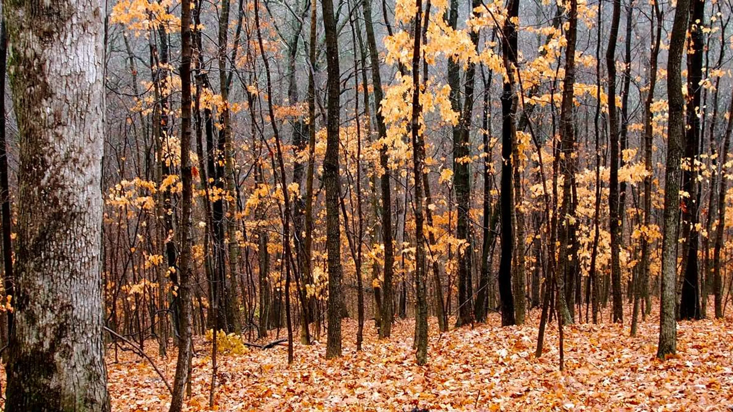 New London Park Days 5K Run/Walk