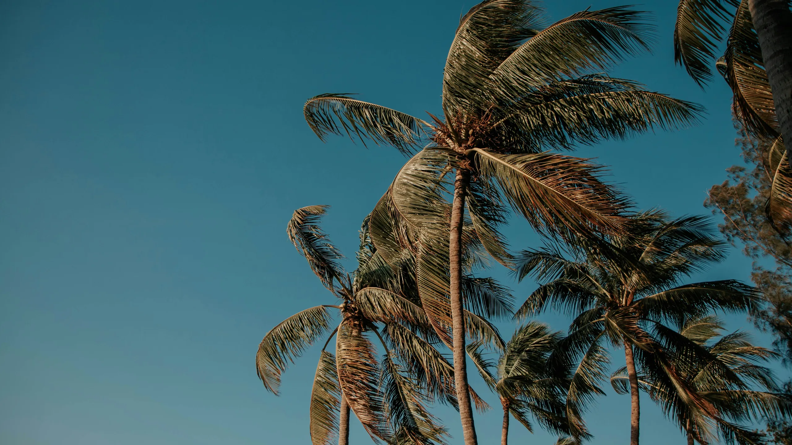 Islamorada Half Marathon