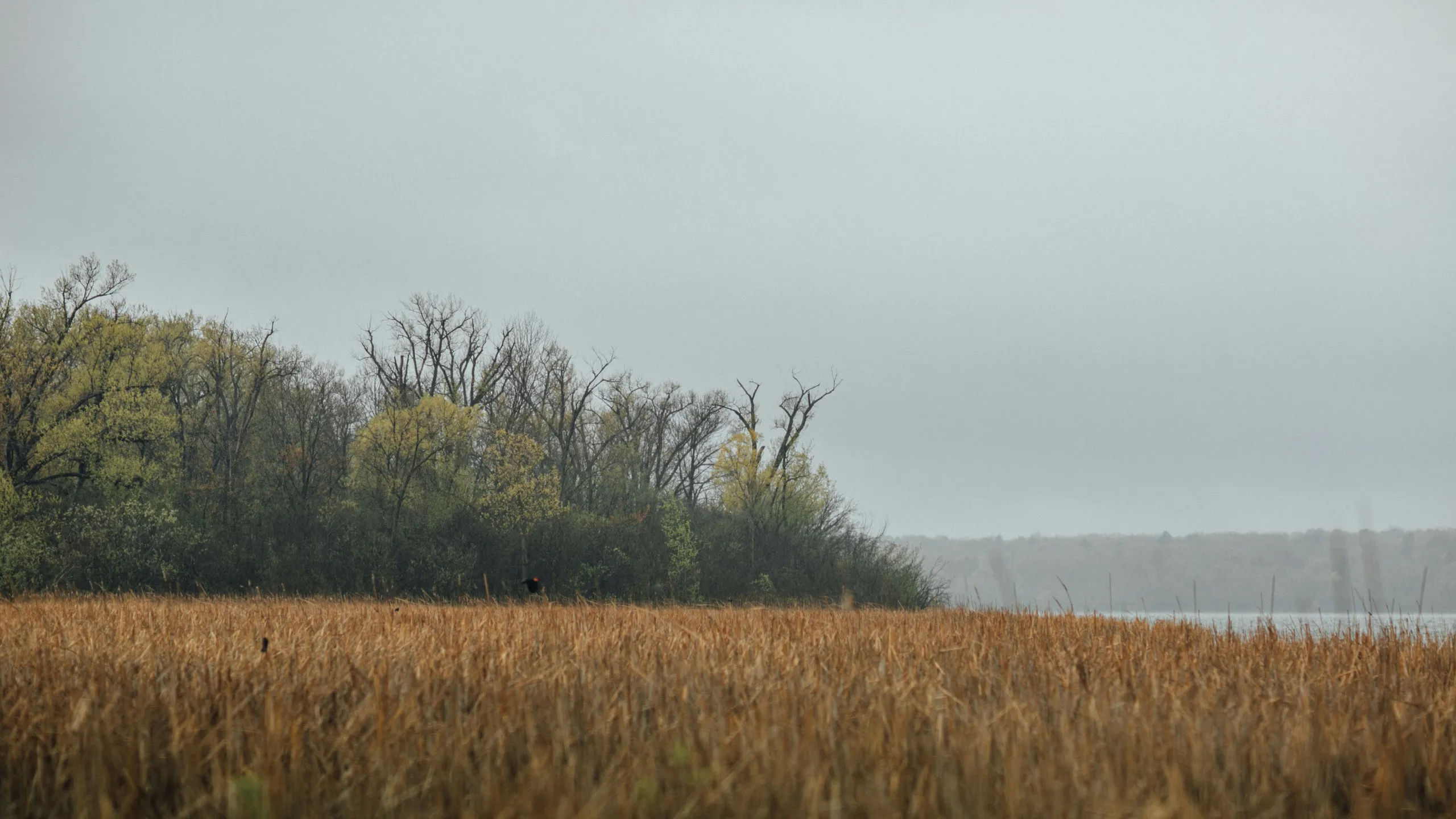 Run Santa Run Madison/Huntsville