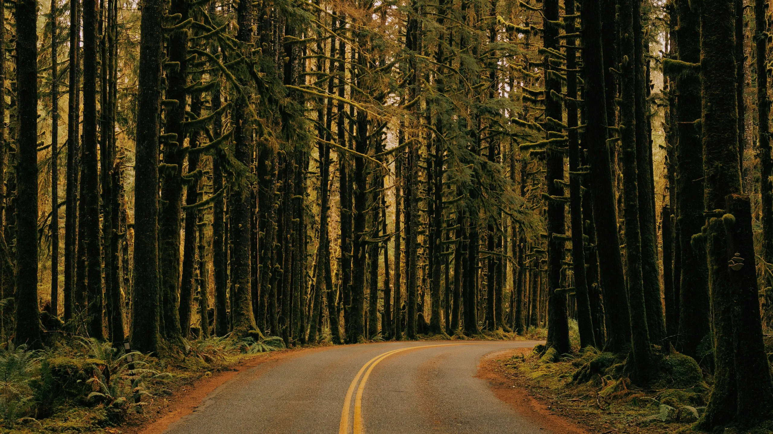 Cougar Mountain Trail Run 2025