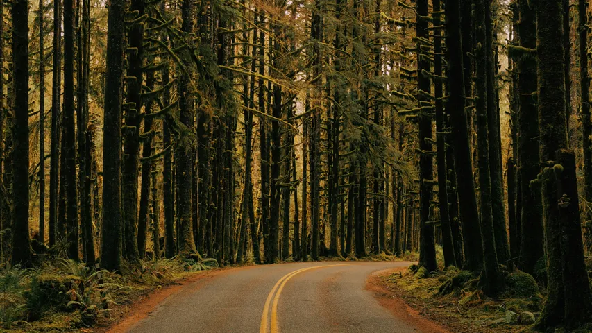 Cougar Mountain Trail Run 2025